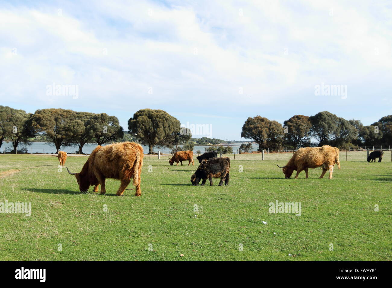 Highland vacas en la isla Churchill Heritage Farm Phillip Island Australia Victoria Foto de stock
