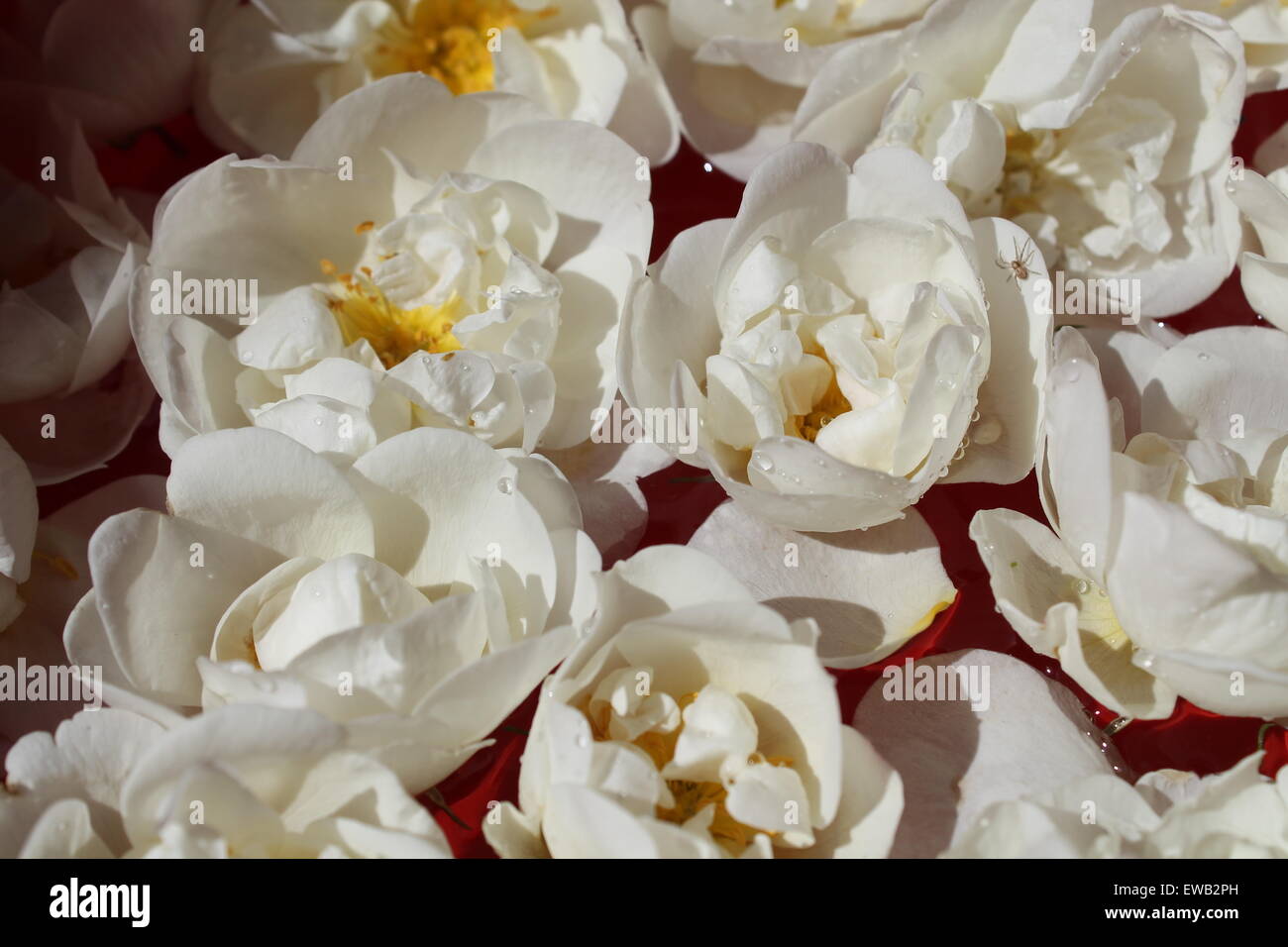 Hermosas flores de licitación de rosas blancas nadar en aguas cristalinas Foto de stock