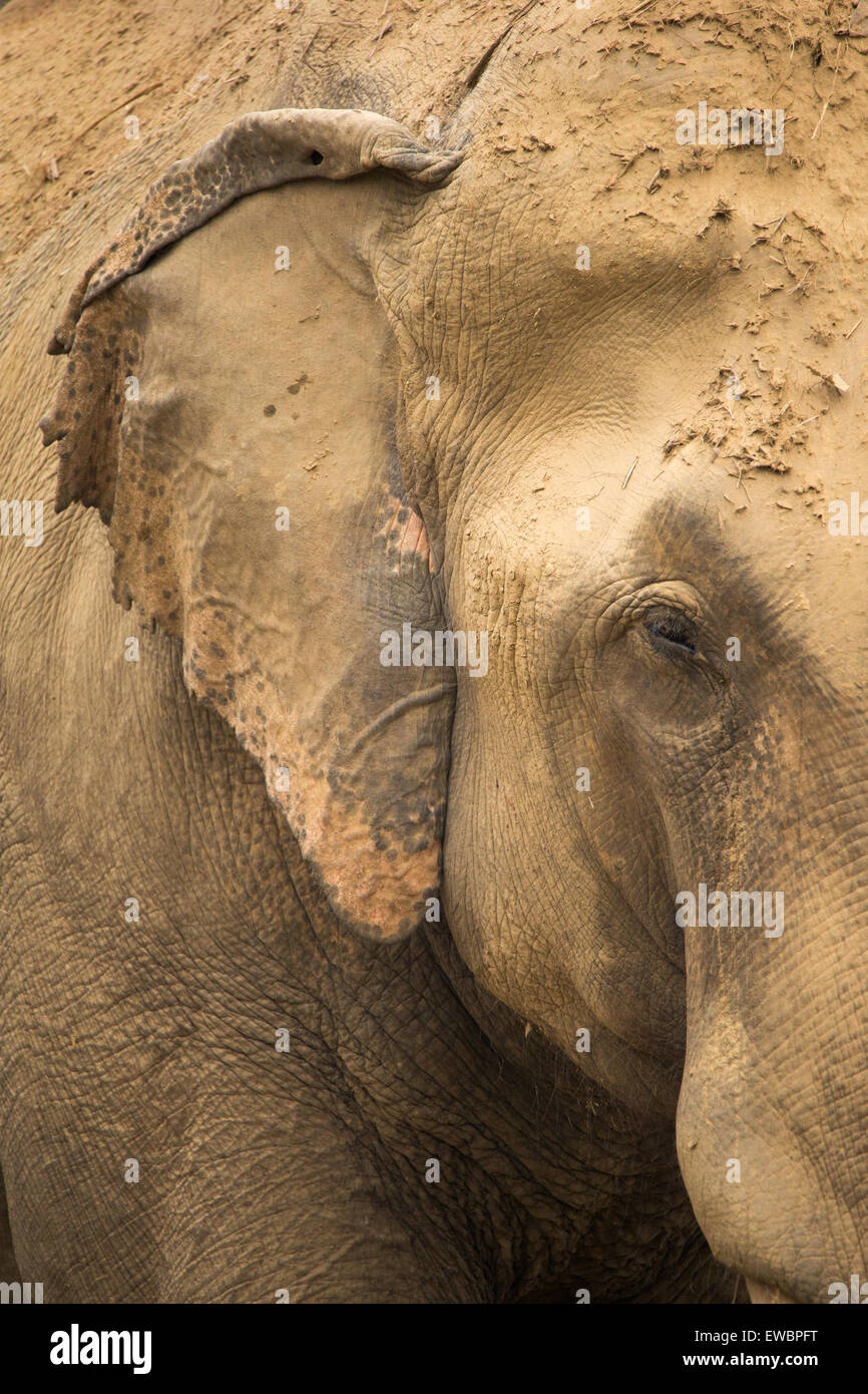 Primer plano de un elefante indio cautivo en el Parque Nacional Chitwan, Nepal Foto de stock