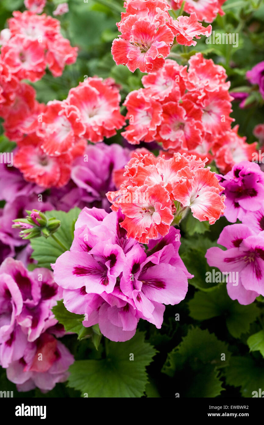 Pelargonios "Alegría" y "Grand Slam" de lavanda en flor. Foto de stock