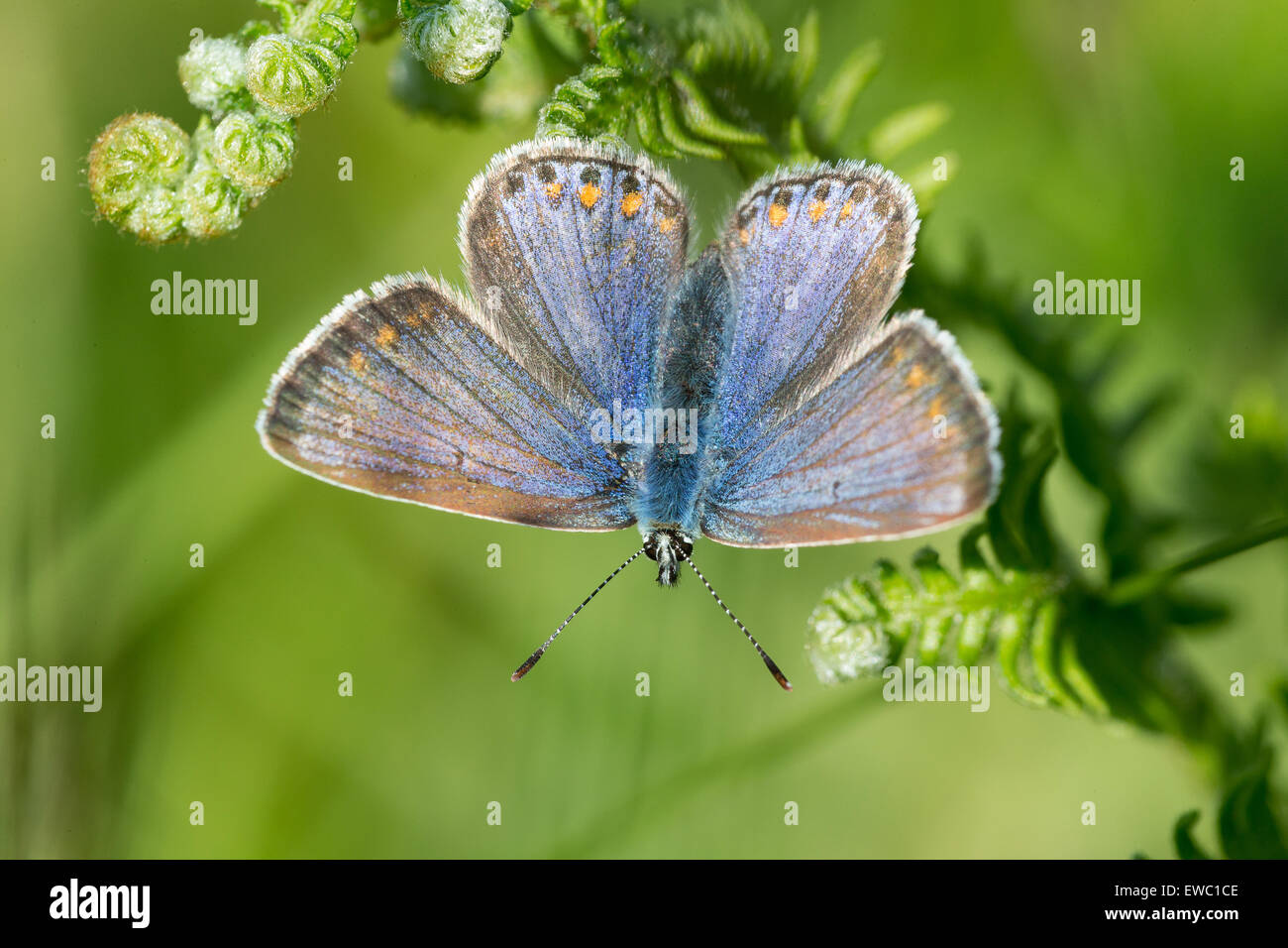 Una mariposa azul común (Polyommatus icarus) goza de sol de verano en Cheddar Gorge reserva natural en Somerset Foto de stock