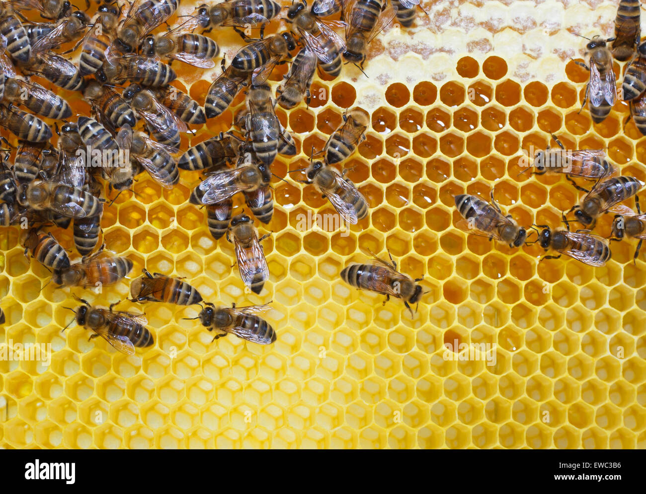 Las abejas de miel en células de trabajo Foto de stock