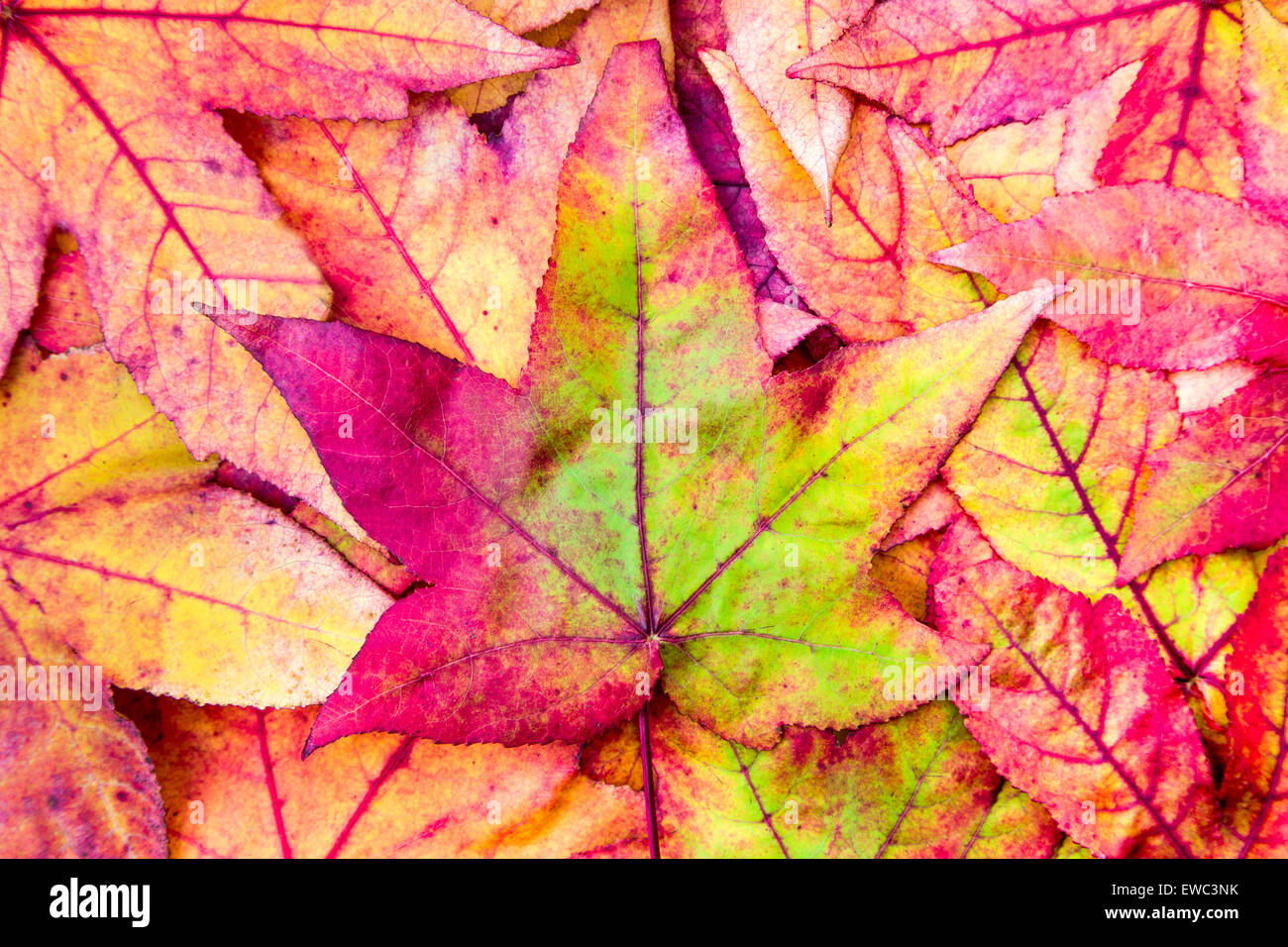 Pila de hojas de arce en colores rojo, verde y amarillo, los colores de otoño Foto de stock
