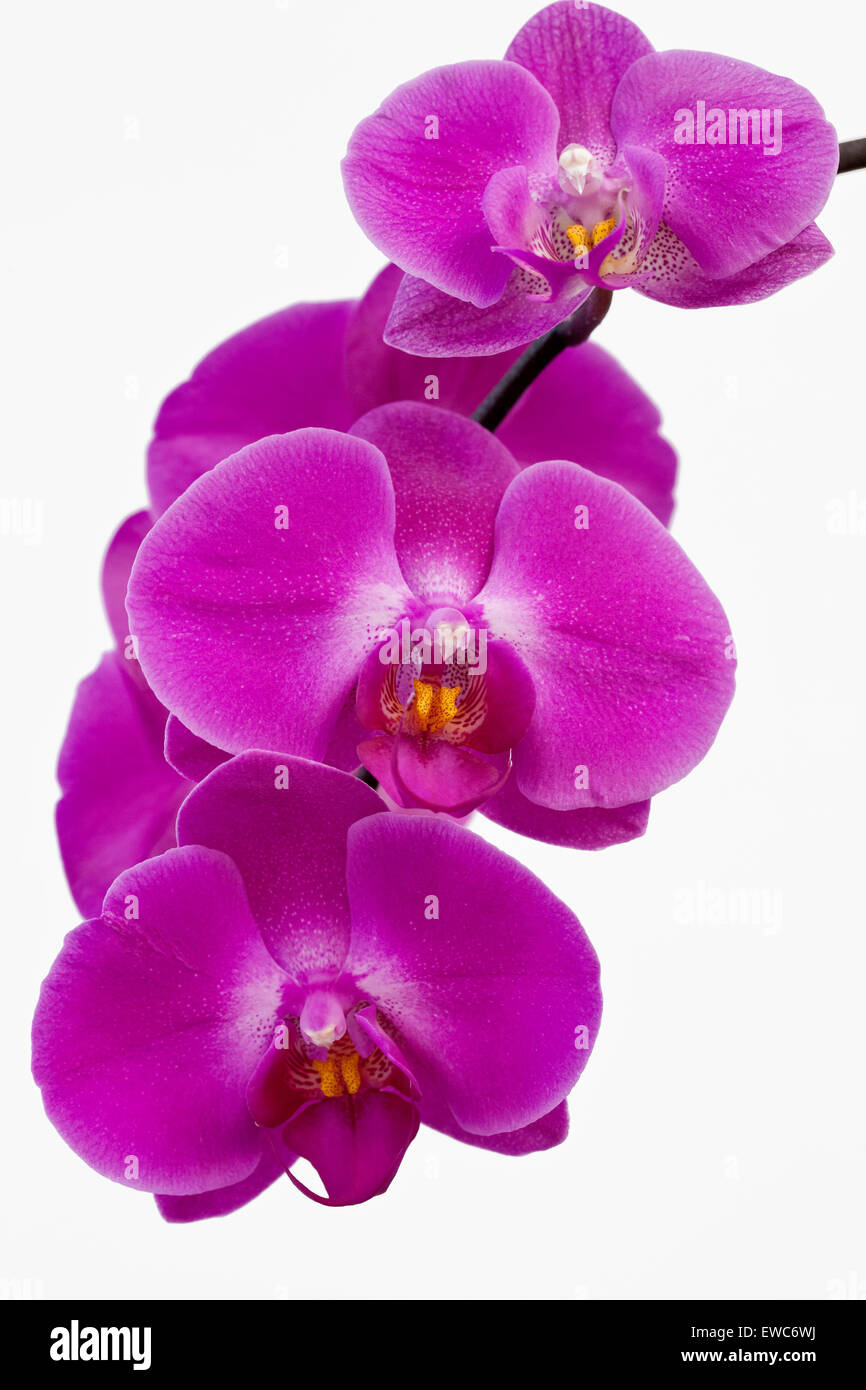 "Orquidea Phalaenopsis' Foto de stock