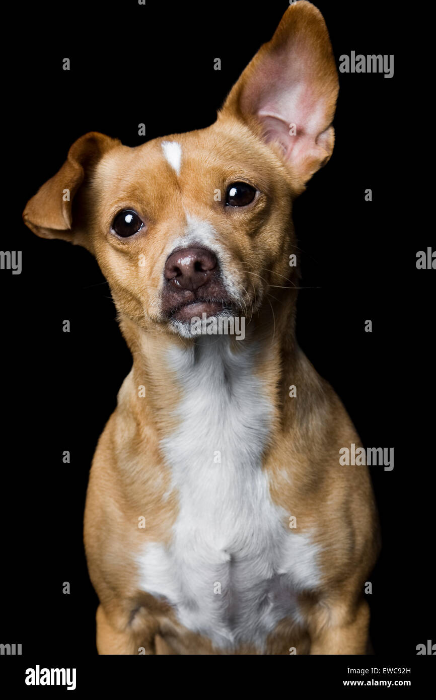 Cautivante retrato de estudio de adultos perro mezcla de Chihuahua marrón amarillento sobre fondo negro con el pecho blanco una gigantesca oreja Foto de stock