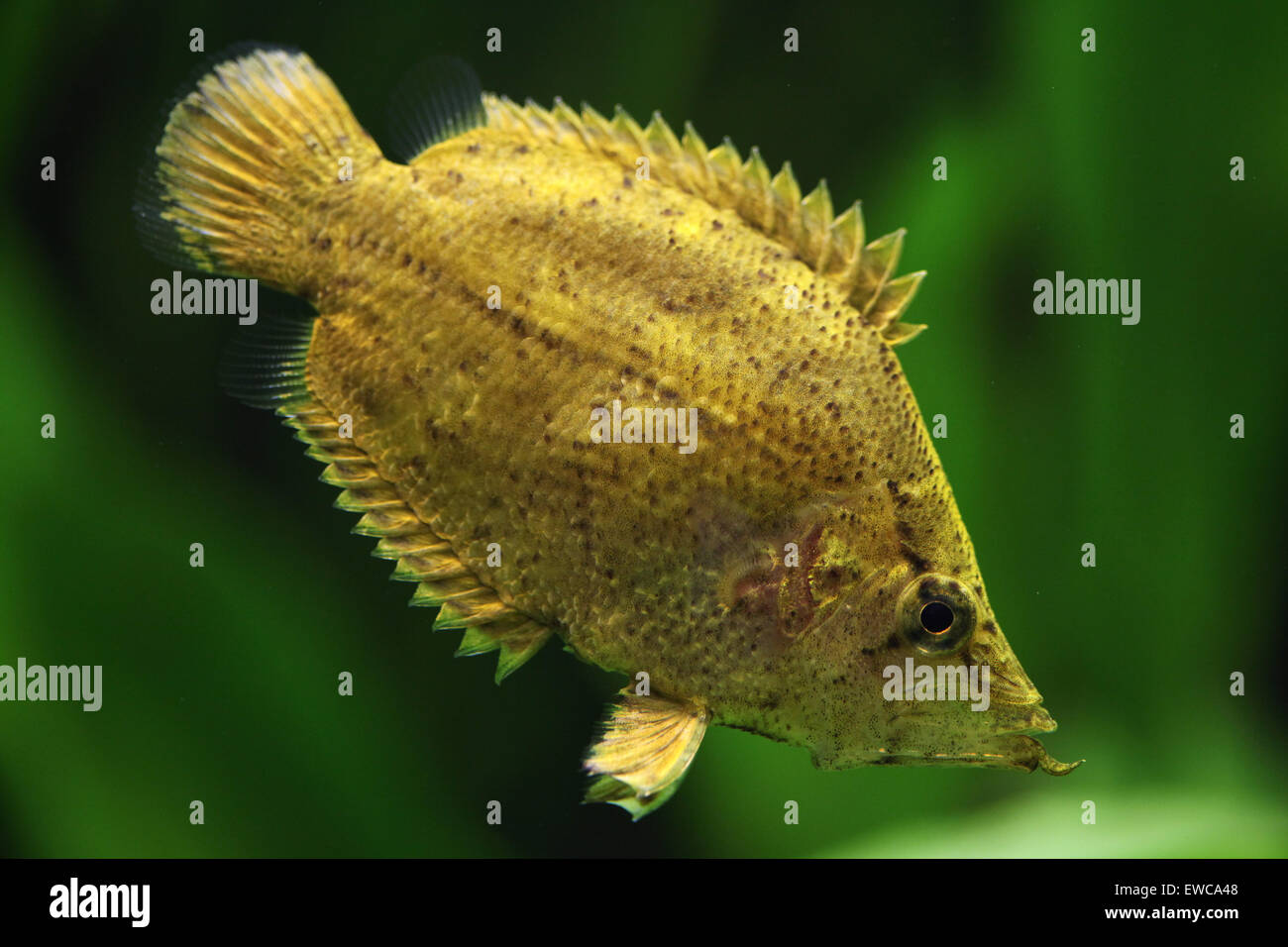 Fish amazon leaf fish fotografías e imágenes de alta resolución - Alamy