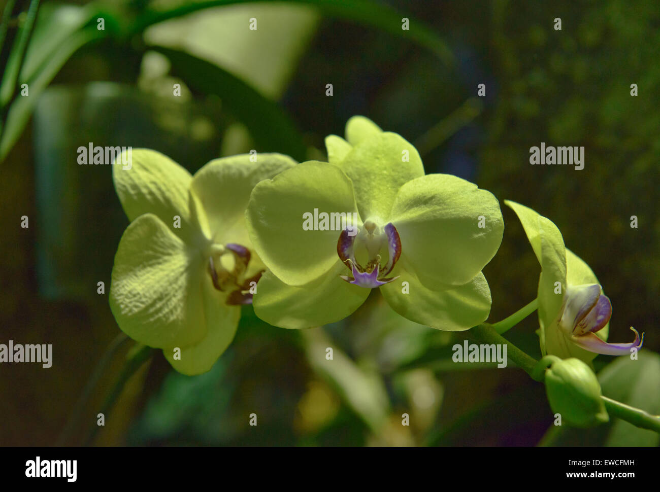 Las orquídeas Phalaenopsis se sonrojó verde híbrido de orquídeas, Chiang  Rai, Tailandia Fotografía de stock - Alamy
