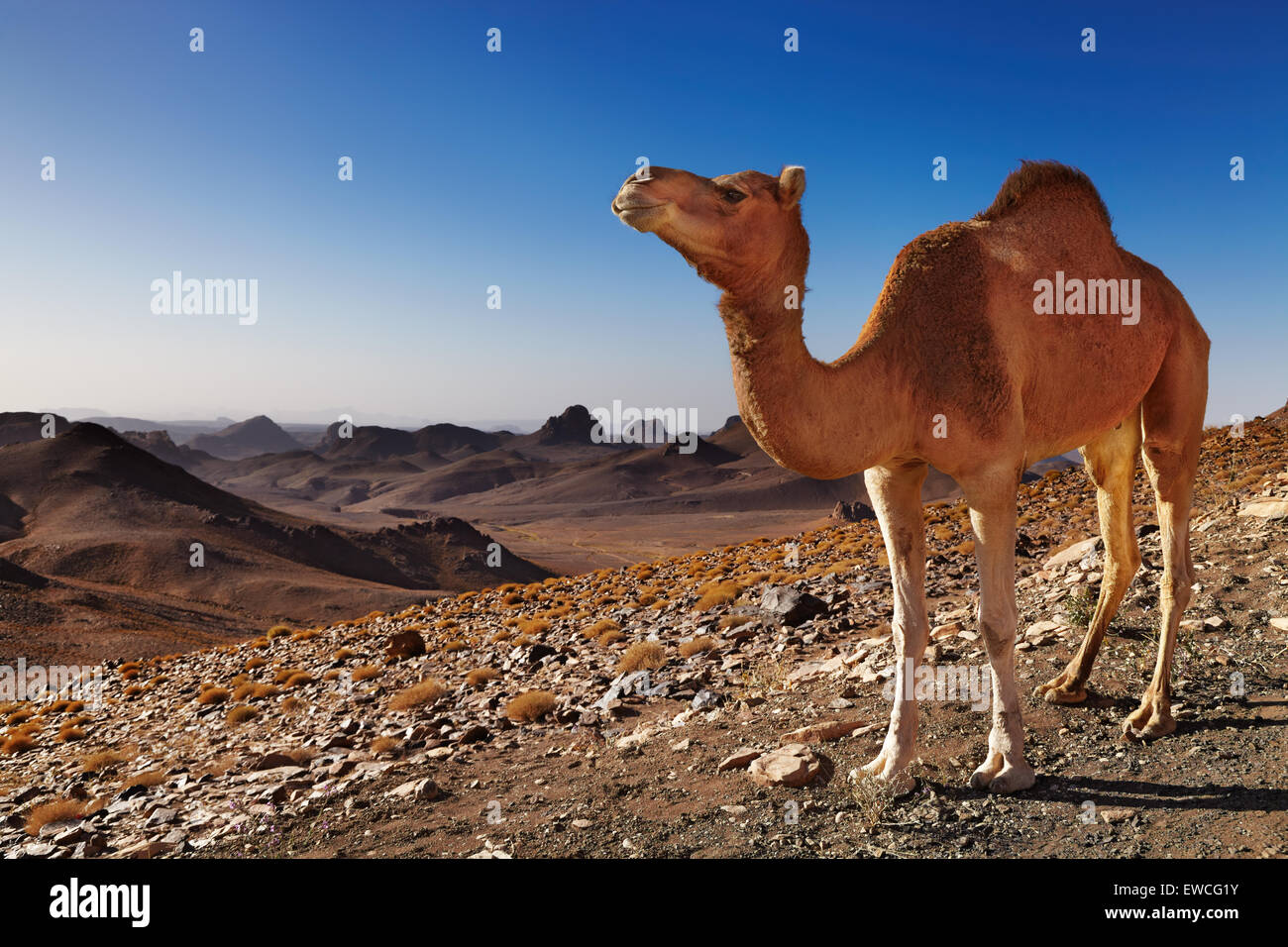 Camello en el desierto del Sahara, las montañas de Hoggar, Argelia Foto de stock