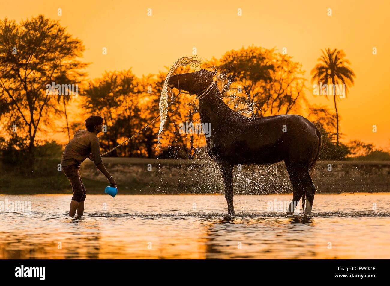 Caballo Marwari. El novio lavado mare en un lago al atardecer. Rajasthan, India Foto de stock