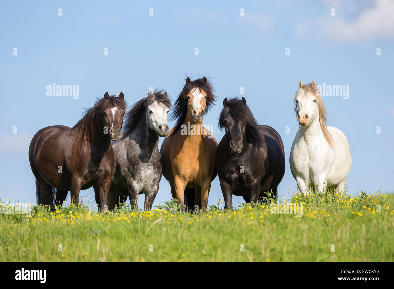 Welsh Pony. Manada mixta de poneys y montaña Galés Welsh B en una pastura. Austria Foto de stock