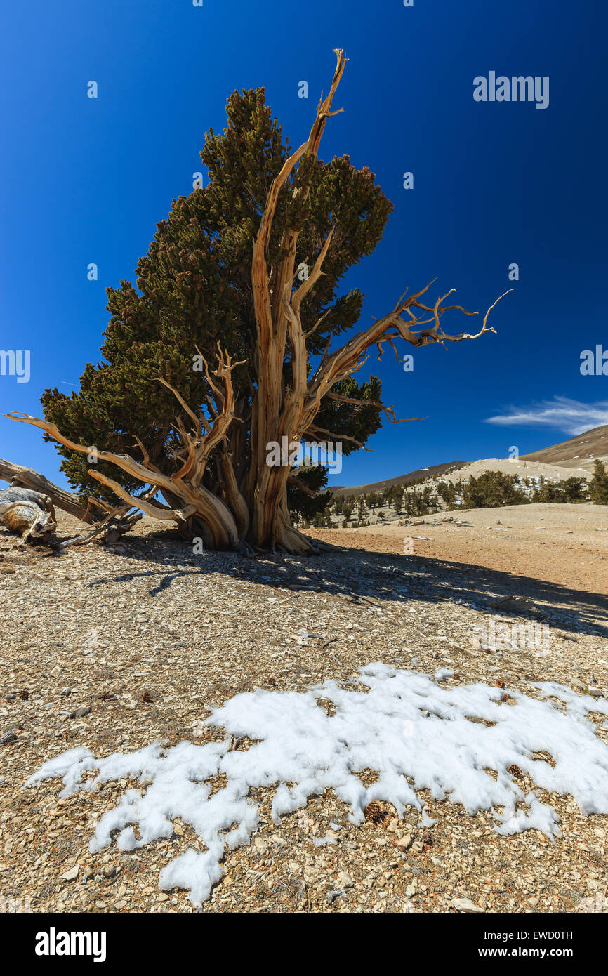 Bosque de pinos bristlecone en las montañas blancas, el este de California, Estados Unidos. Foto de stock