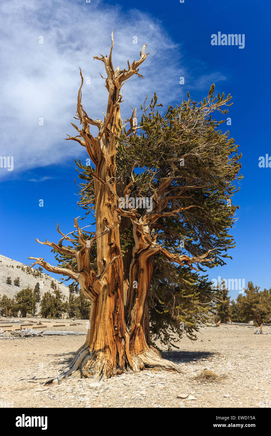 Bosque de pinos bristlecone en las montañas blancas, el este de California, Estados Unidos. Los más antiguos árboles vivos en el mundo. Foto de stock