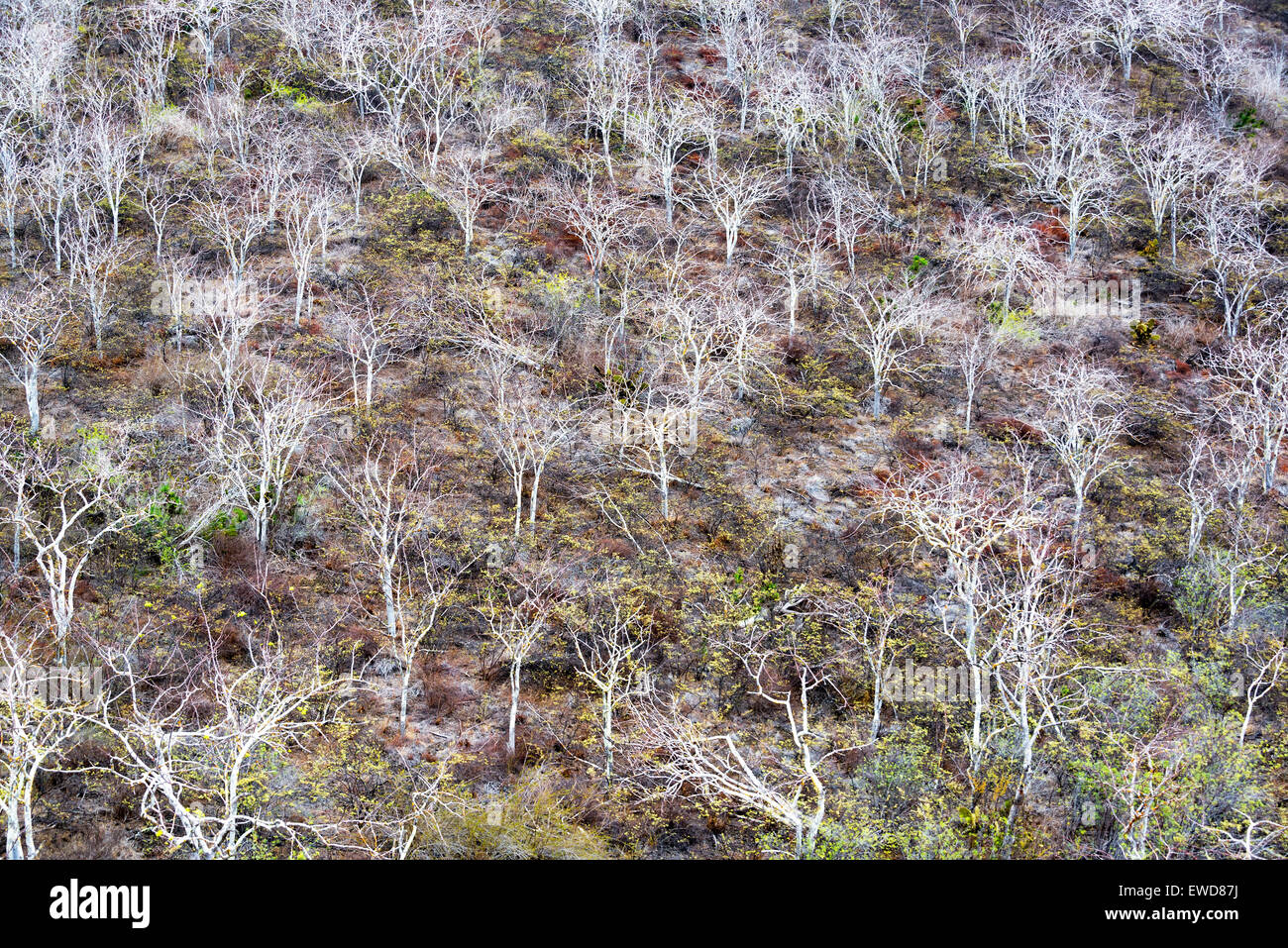 Deshojado árboles muertos sobre una colina en la isla Isabela, en las Islas Galápagos Foto de stock