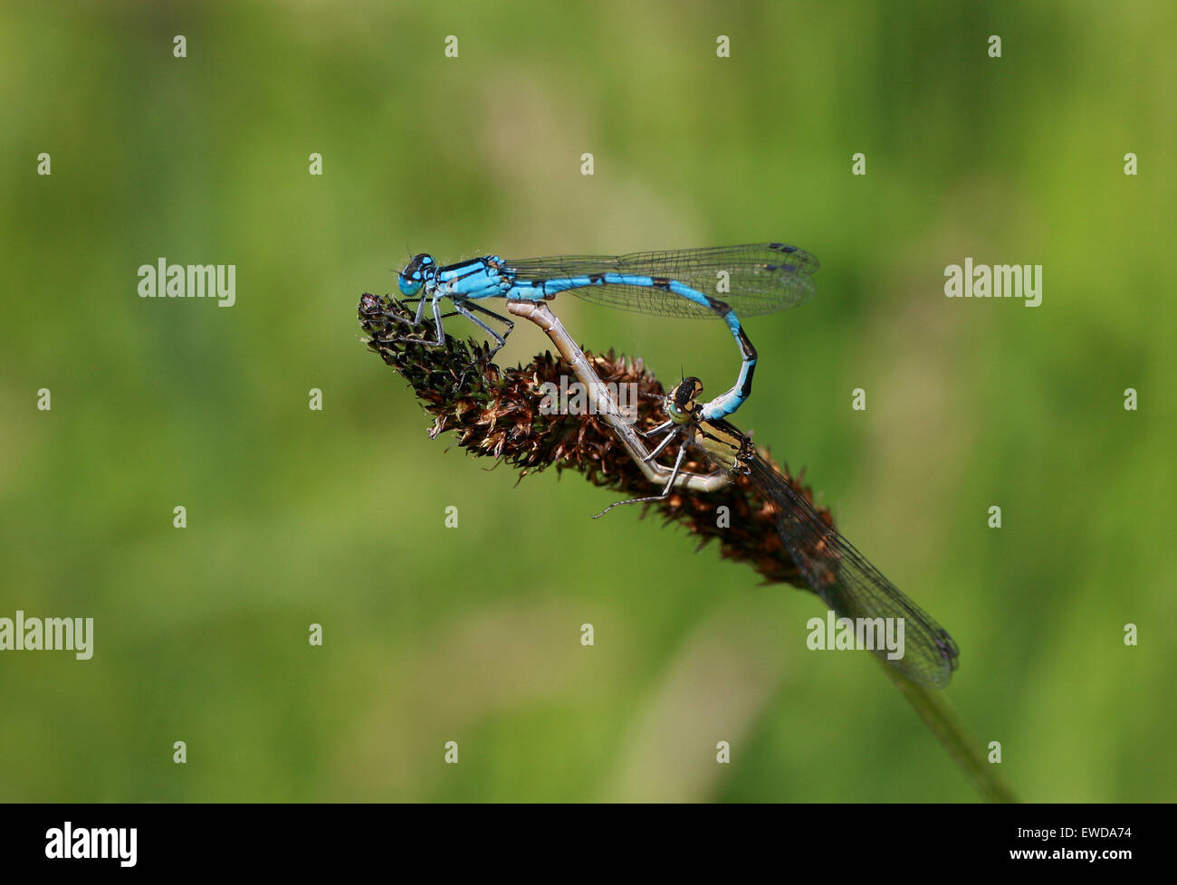 Azul común Damselfly Enallagma cyathigerum,, Odonata. Par de apareamiento. Lo masculino y lo femenino. Foto de stock