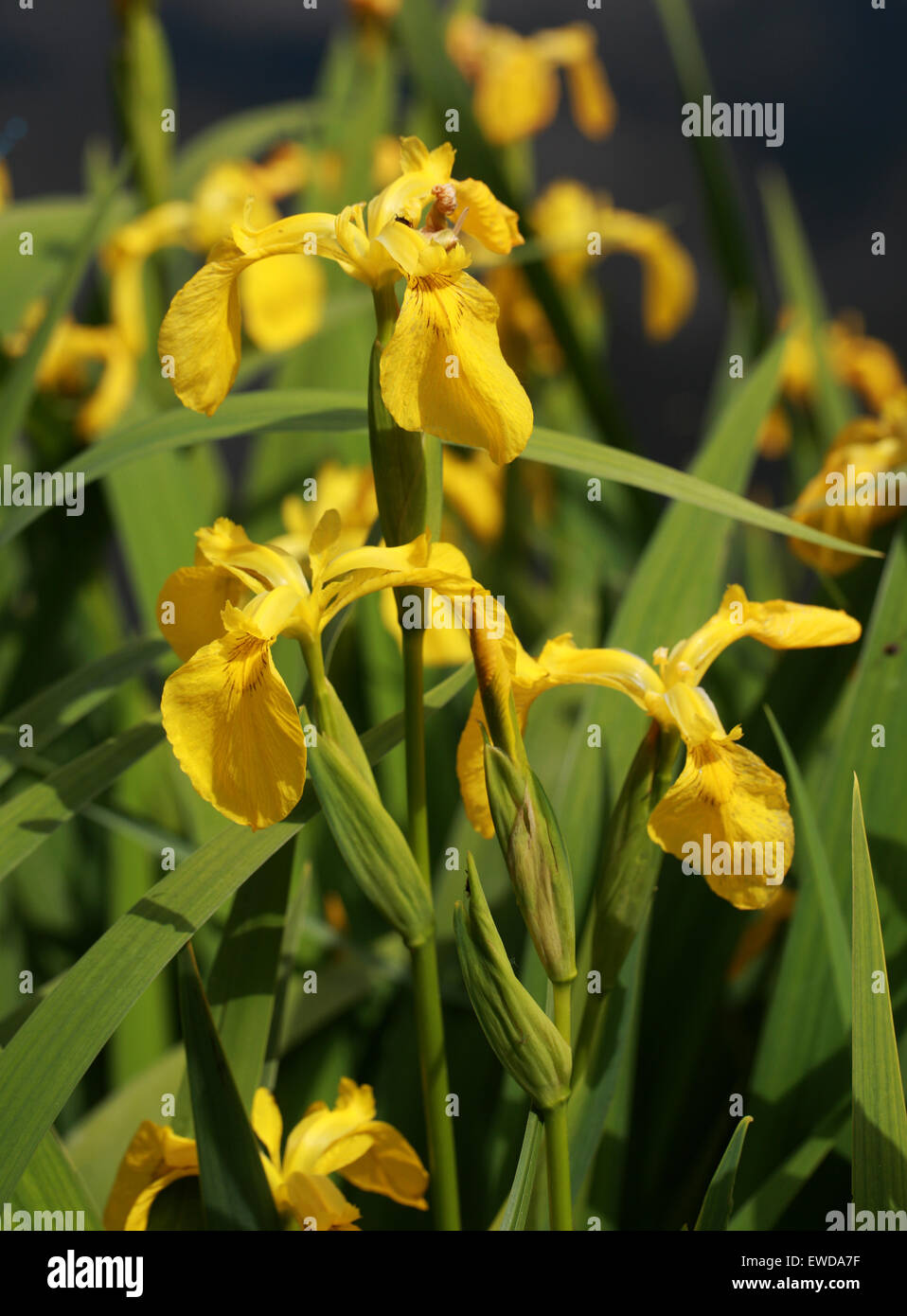 Bandera amarilla o Iris, Iris pseudacorus, Iridaceae Foto de stock
