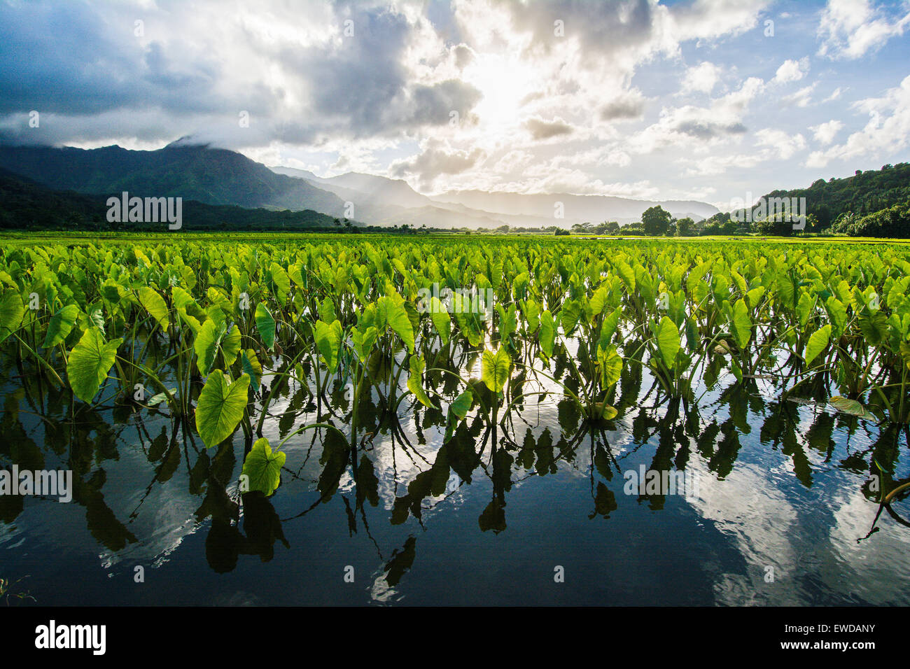 Campos de taro, Valle de Hanalei, Kauai, Hawaii, EE.UU. Foto de stock