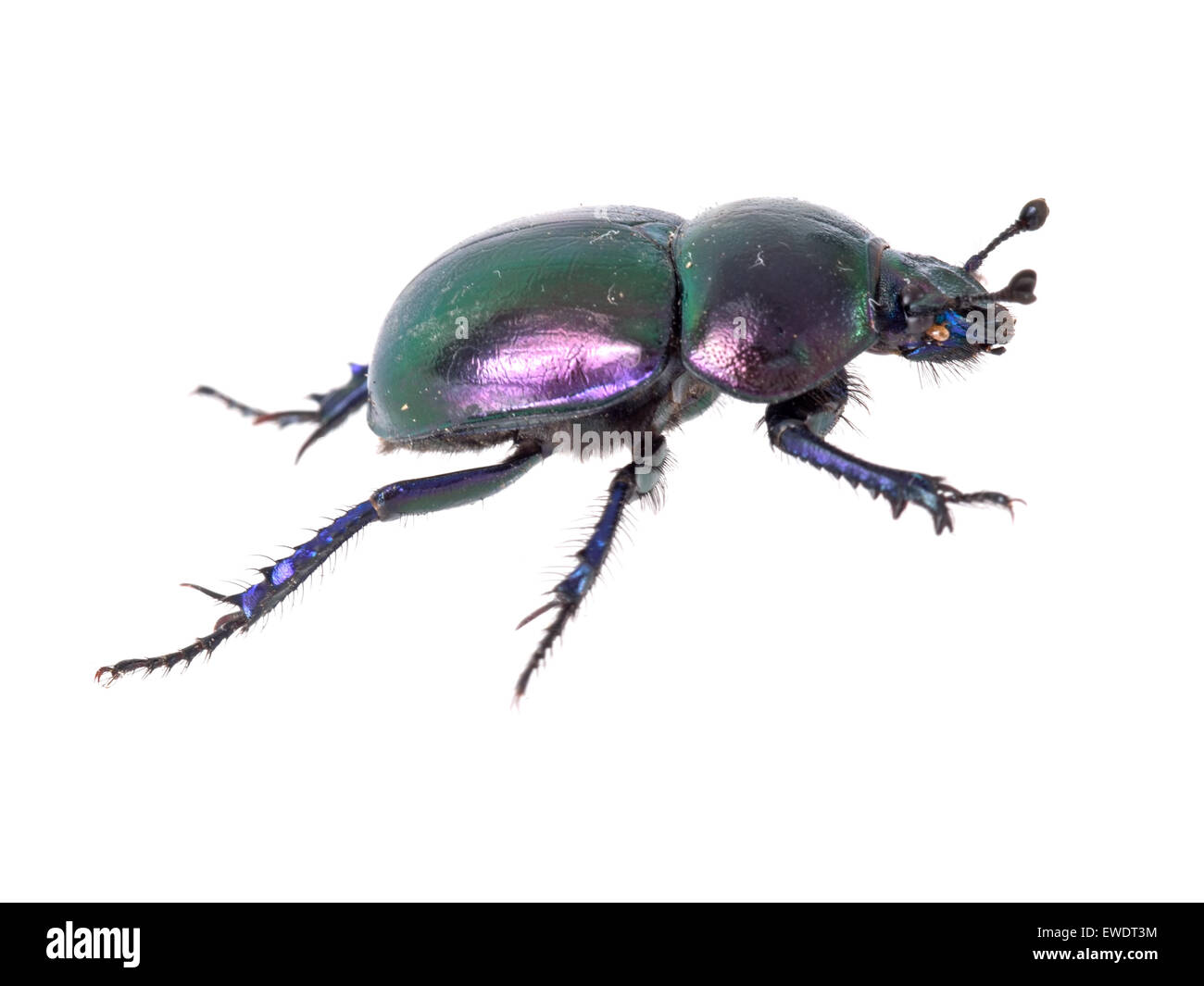 Macro. Masa pyrenaeus Geotrupide Trypocopris aburrido de escarabajos, aislado en blanco. Foto de stock