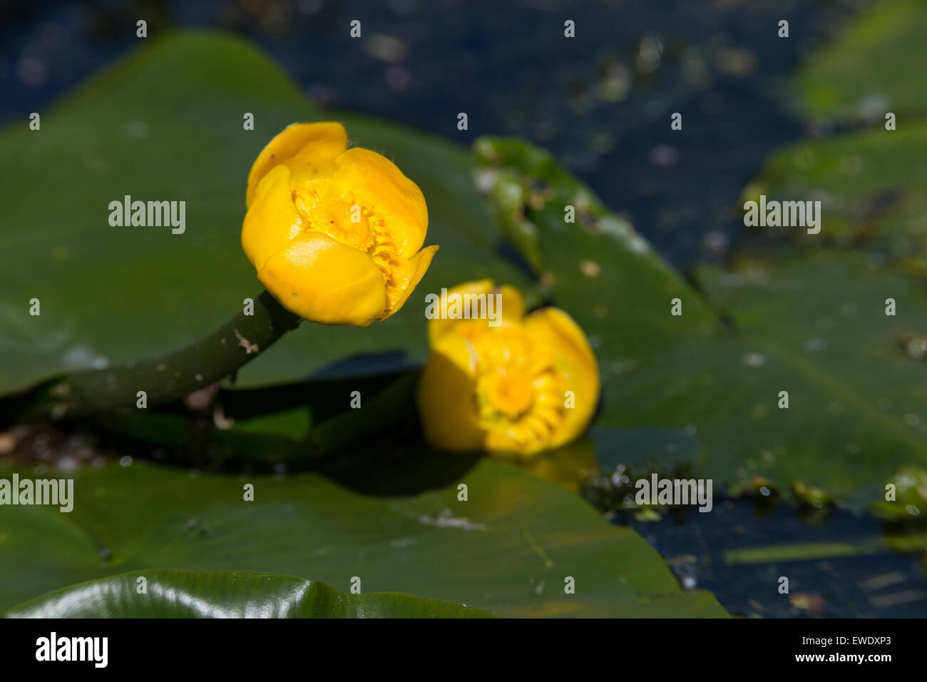 Botella de brandy, Amarillo, Amarillo lirio de estanque de nenúfares, Gelbe Teichrose, Mummel, Nuphar lutea, Nénuphar commun, Schwimmblattpflanze Foto de stock