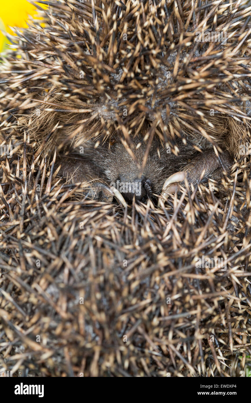 El erizo europeo, hibernación, sobrevivencia invernal, Europäischer Igel, Winterschlaf Überwinterung, Erinaceus europaeus, Foto de stock