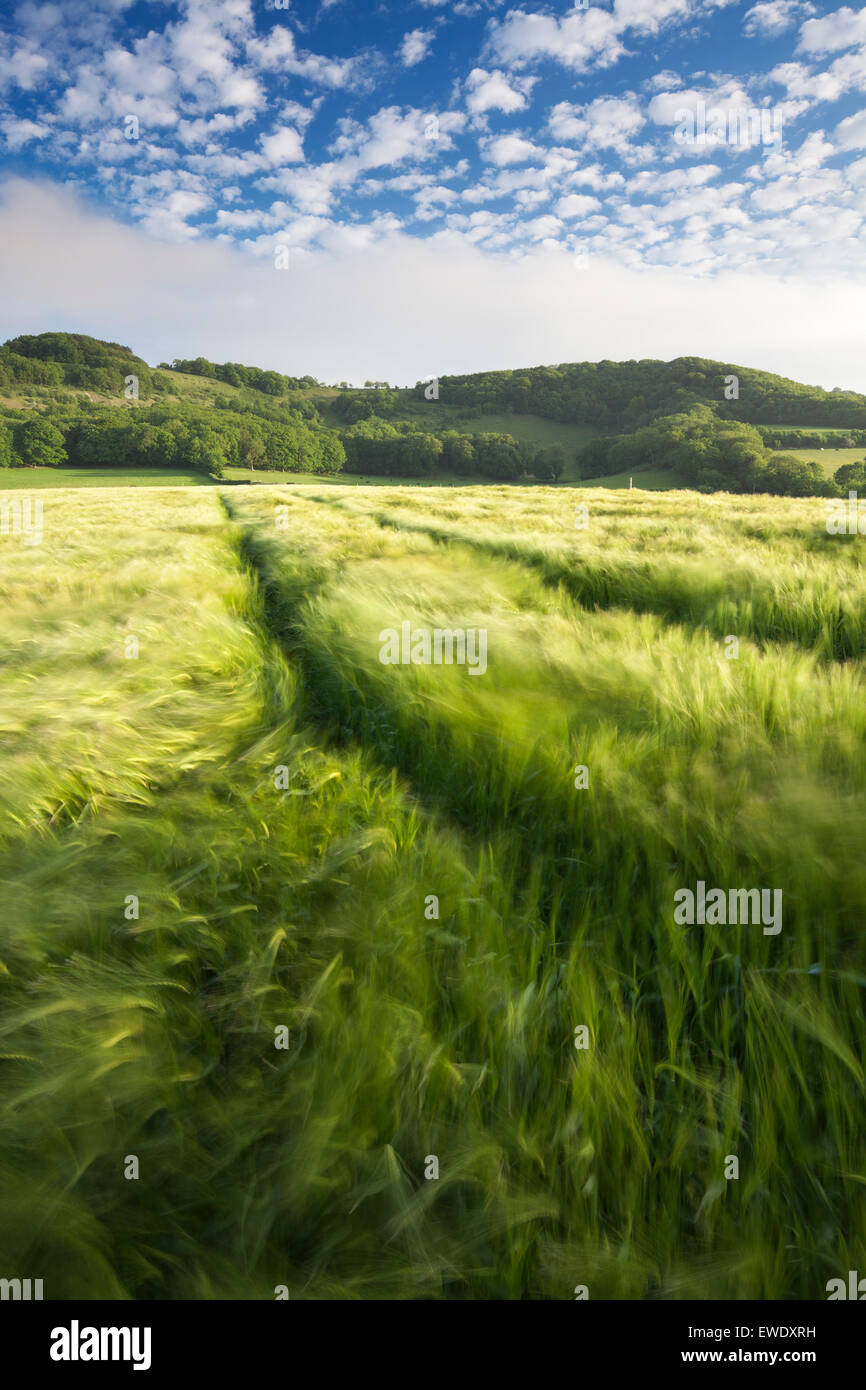 Un campo de cosecha de cebada en el viento en East Sussex, Inglaterra, Reino Unido. Foto de stock