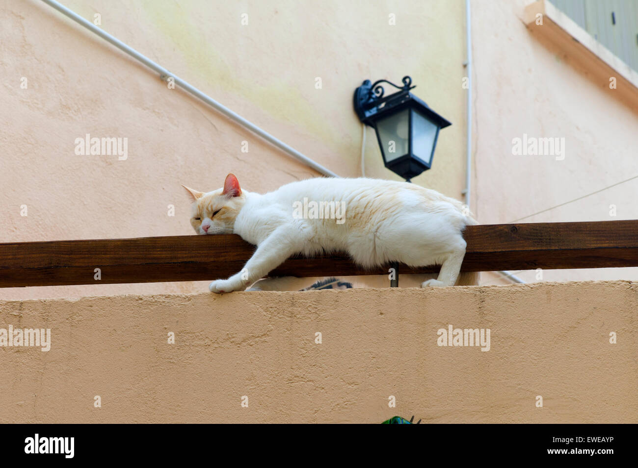Perezoso gato, Sigean, Languedoc-Roussillon, Francia Foto de stock