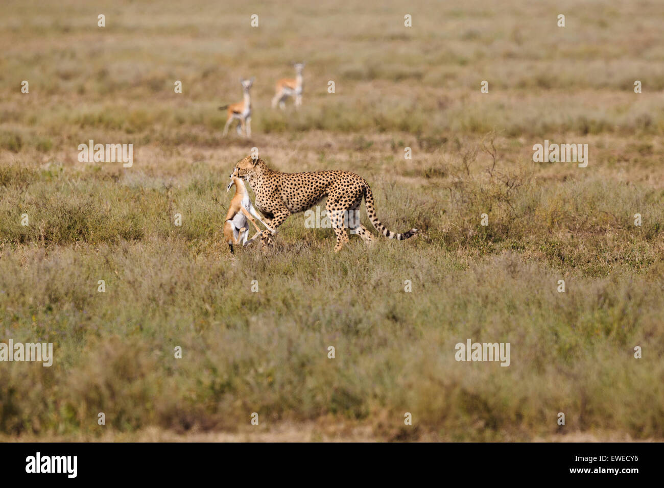 El guepardo (Acinonyx jubatus) lleva en su boca una gacela Thomson menores (Eudorcas thomsonii) en el Serengeti Tanzania Foto de stock