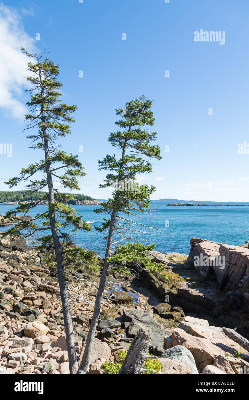 Dos pinos que crecen en la playa rocosa de Acadia National Forest cerca de Bar Harbor, Maine Foto de stock