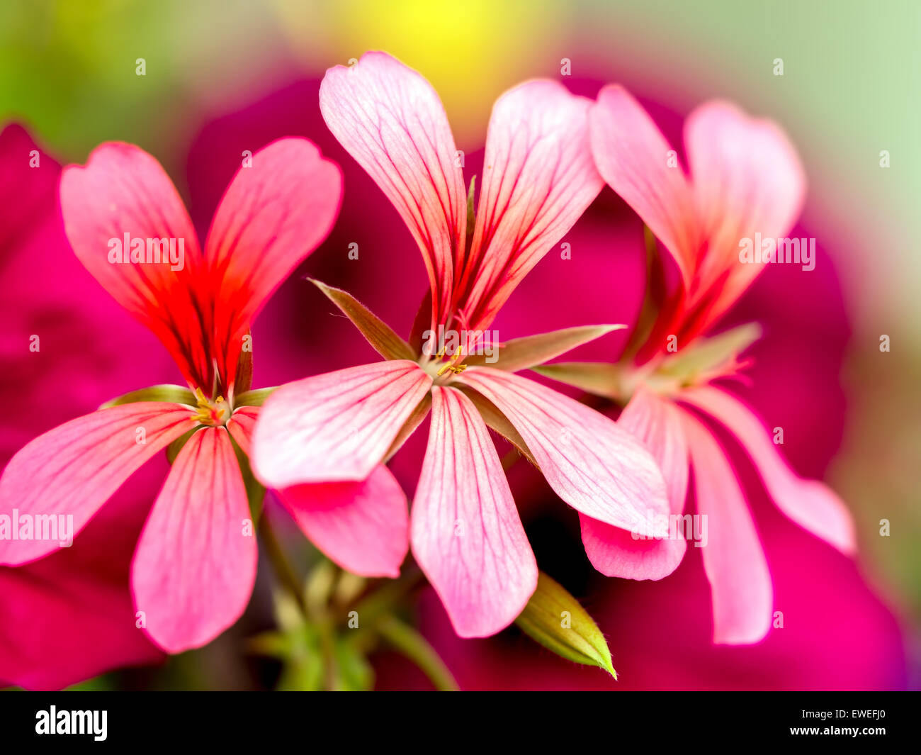 Closeup Sudafricano de geranios en flor Foto de stock