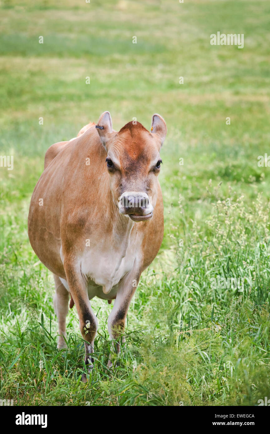 Una vaca de Jersey, una de las razas de ganado lechero originalmente cultivada en las Islas del Canal de Jersey. Tla raza es popular por la alta butte Foto de stock