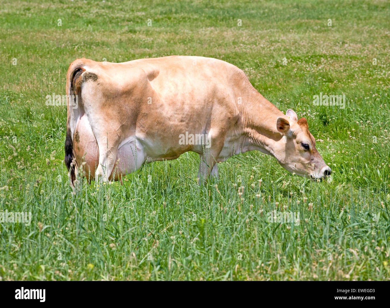 Una vaca de Jersey, una de las razas de ganado lechero originalmente  cultivada en las Islas del Canal de Jersey. Tla raza es popular por la alta  butte Fotografía de stock -