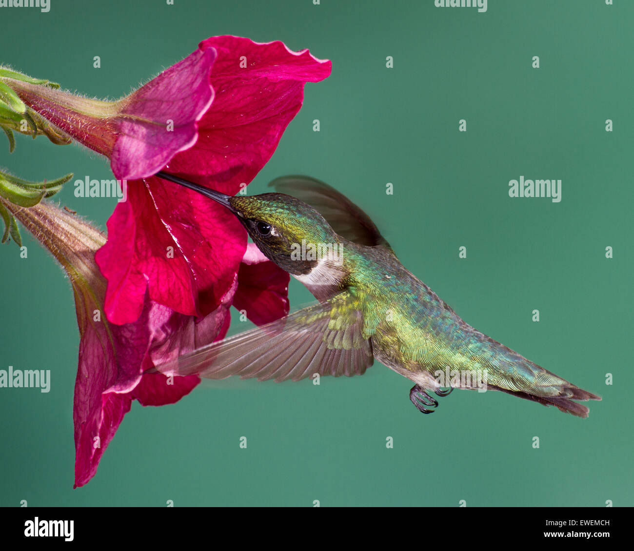 Rubí-throated hummingbird volando en una petunia flor. Foto de stock