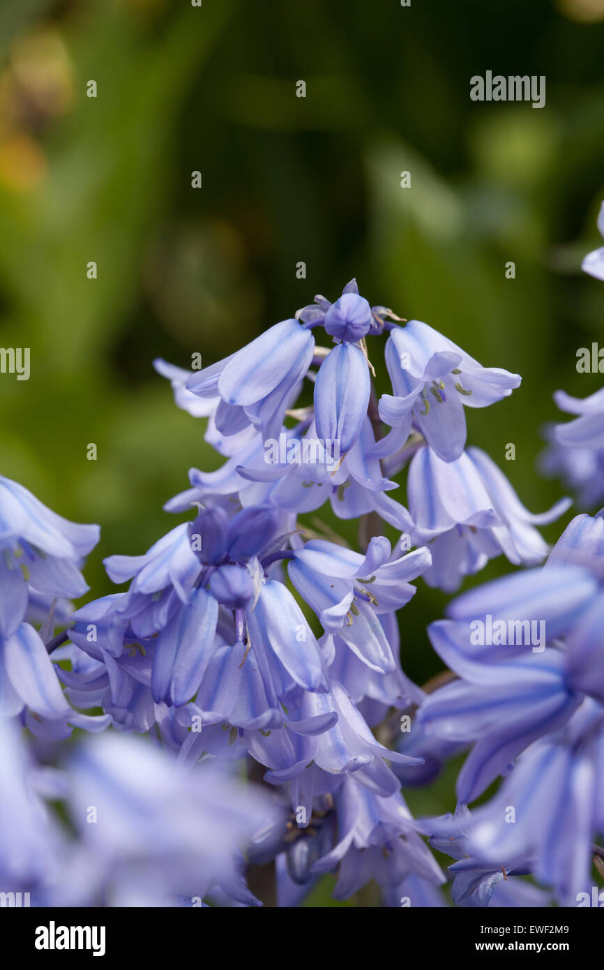 Hyacinthoides non-scripta: Cerca de english bluebell Foto de stock