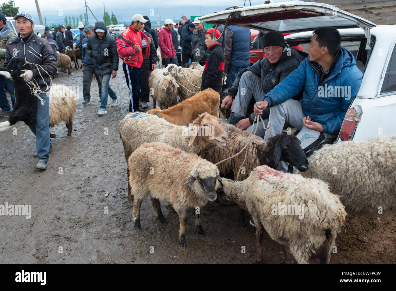 Mercado de ganado. Karakol. Lago Issyk-Köl. Kirguistán. Asia central. Foto de stock