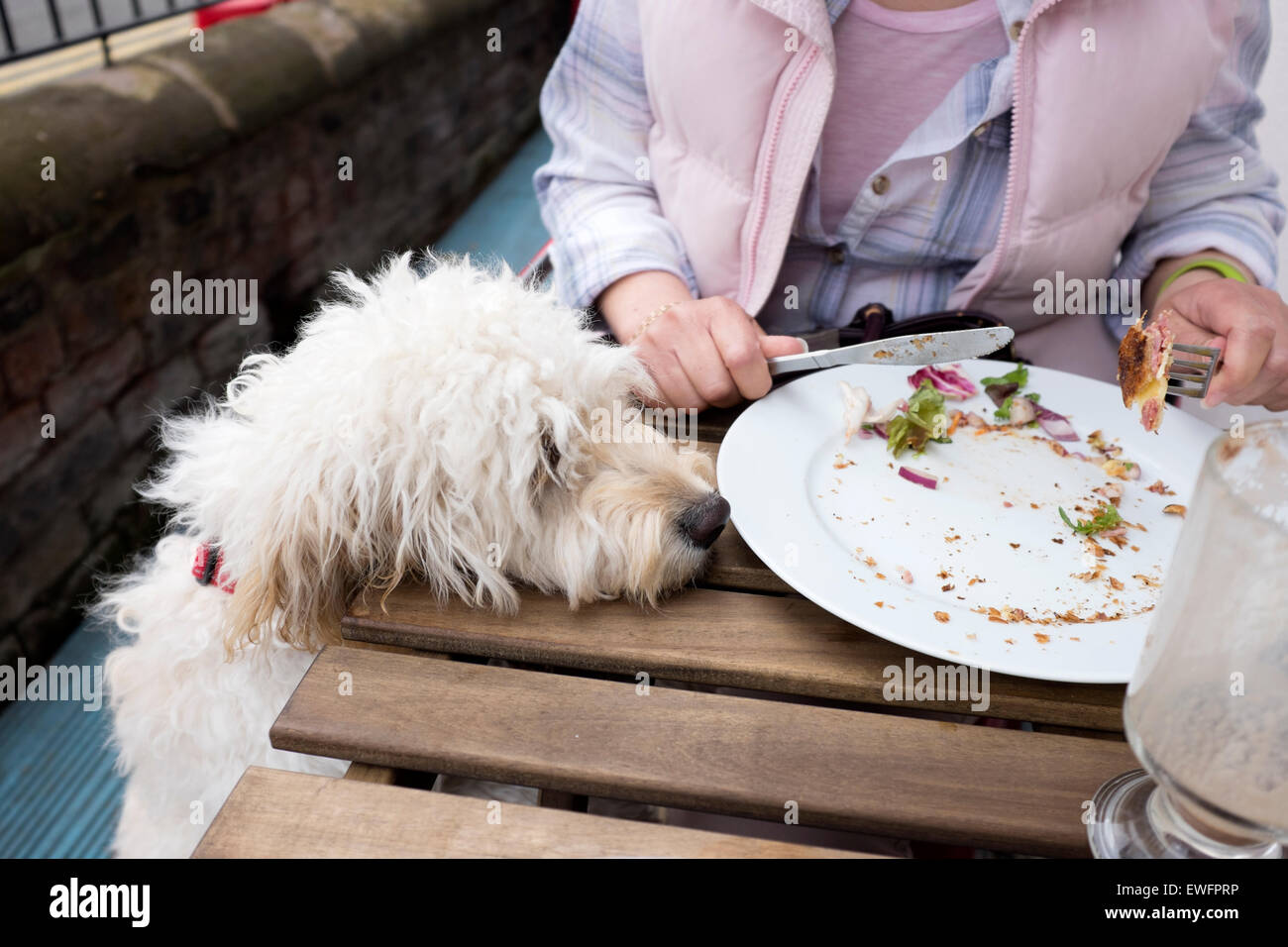 Cockapoo perro saltando a la mesa para alimentos modelo hambrientos liberado Foto de stock