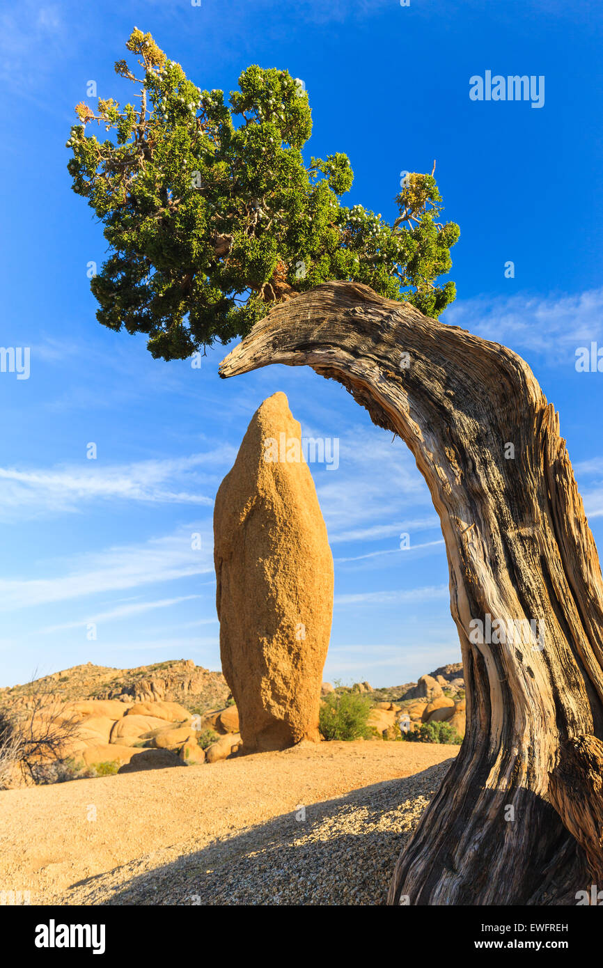 Árbol de enebro y roca cónica en Jumbo rocas en el Parque Nacional Joshua Tree, California, USA. Foto de stock