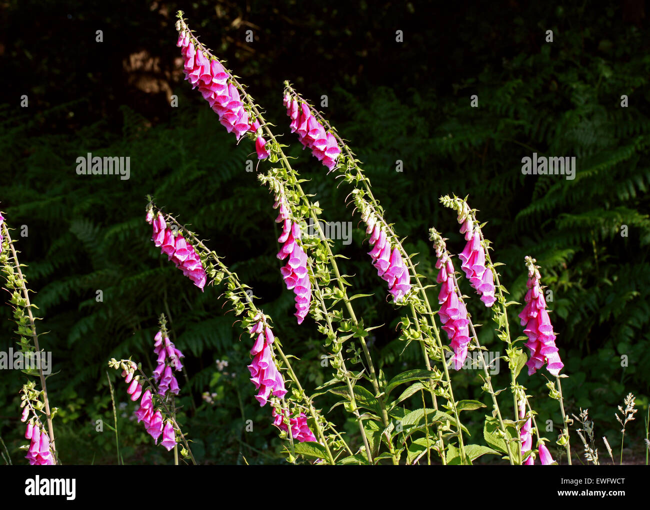 Foxgloves, Digitalis purpurea, Scrophulariaceae. British Flor Silvestre. Foto de stock