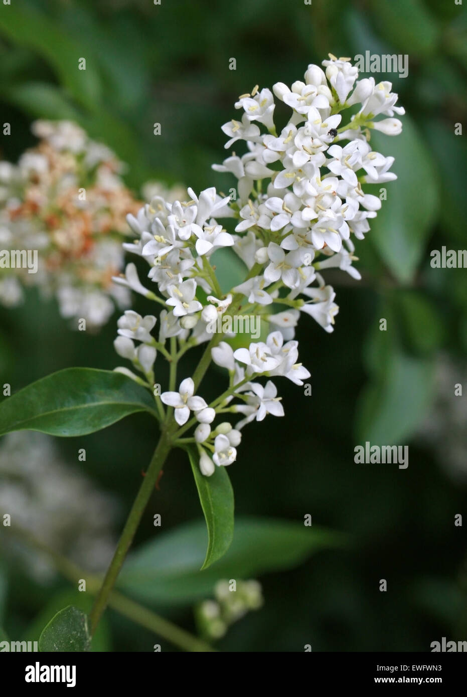 Privet Privet común o europeo, Ligustrum vulgare, Oleaceae. Foto de stock