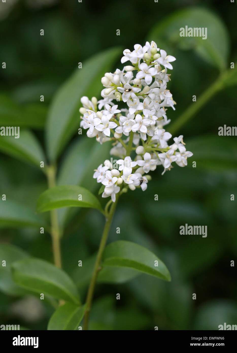 Privet Privet común o europeo, Ligustrum vulgare, Oleaceae. Foto de stock