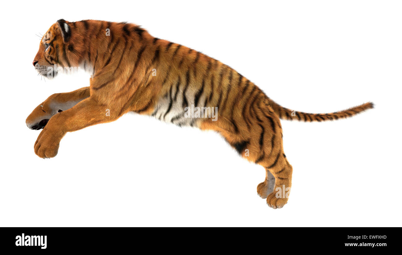 pic Un Tigre Saltando alamy