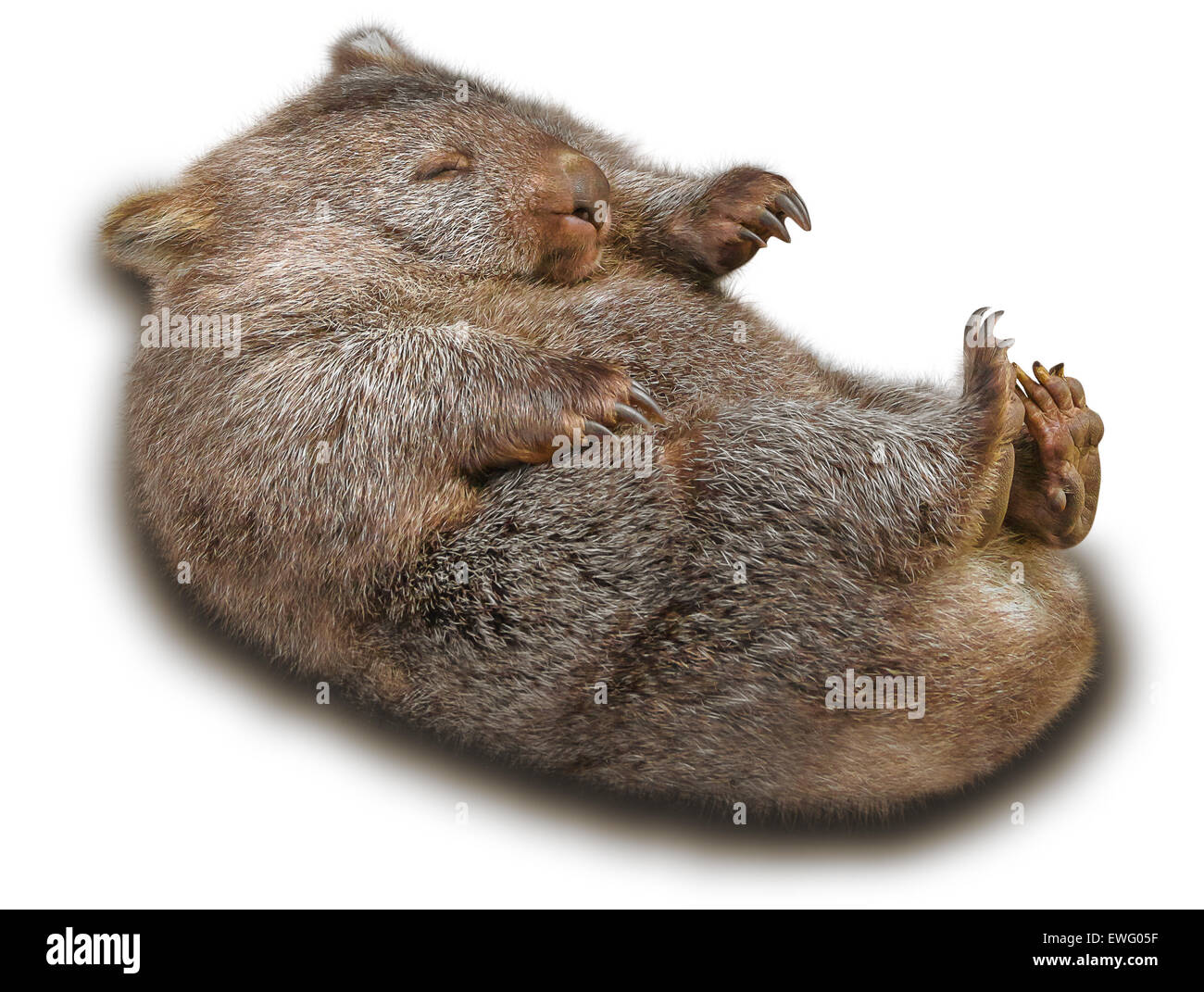 Wombat Foto de stock