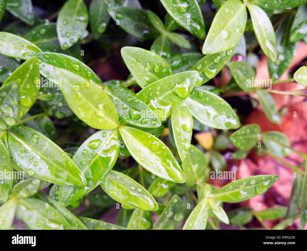Gotas de agua sobre hojas de plantas verdes Foto de stock