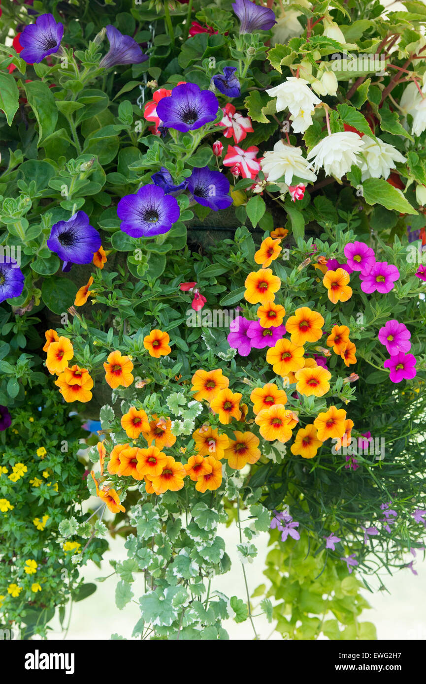 Calibrachoa. Petunia millones de flores campanillas en una cesta colgante  Fotografía de stock - Alamy