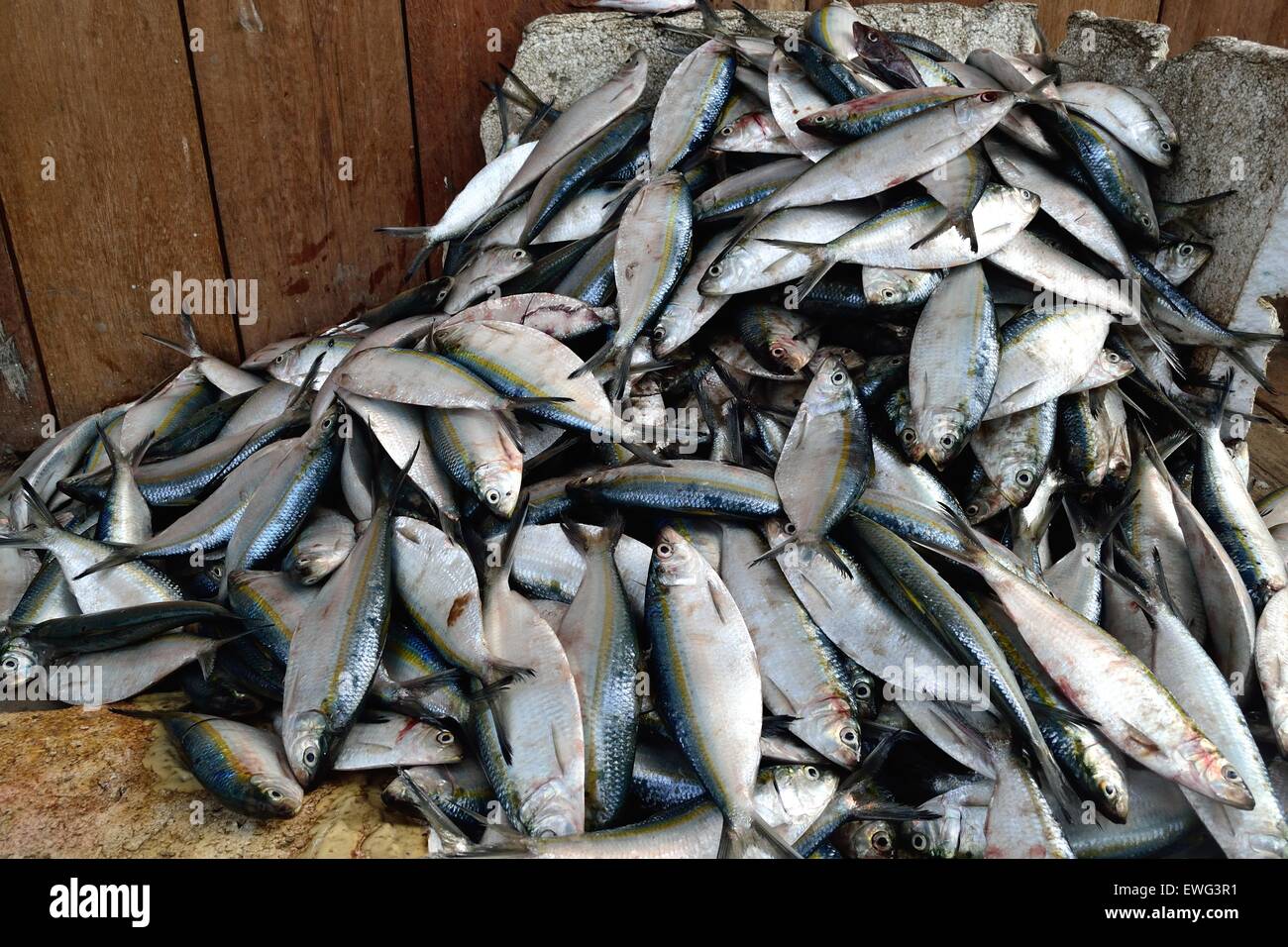 Machete peces - Puerto en Puerto Pizarro. Departamento de Tumbes .PERÚ Foto de stock