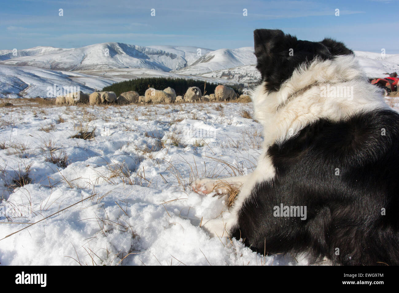 Border Collie ovejero viendo rebaño de ovejas en la nieve, Cumbria, Reino Unido Foto de stock