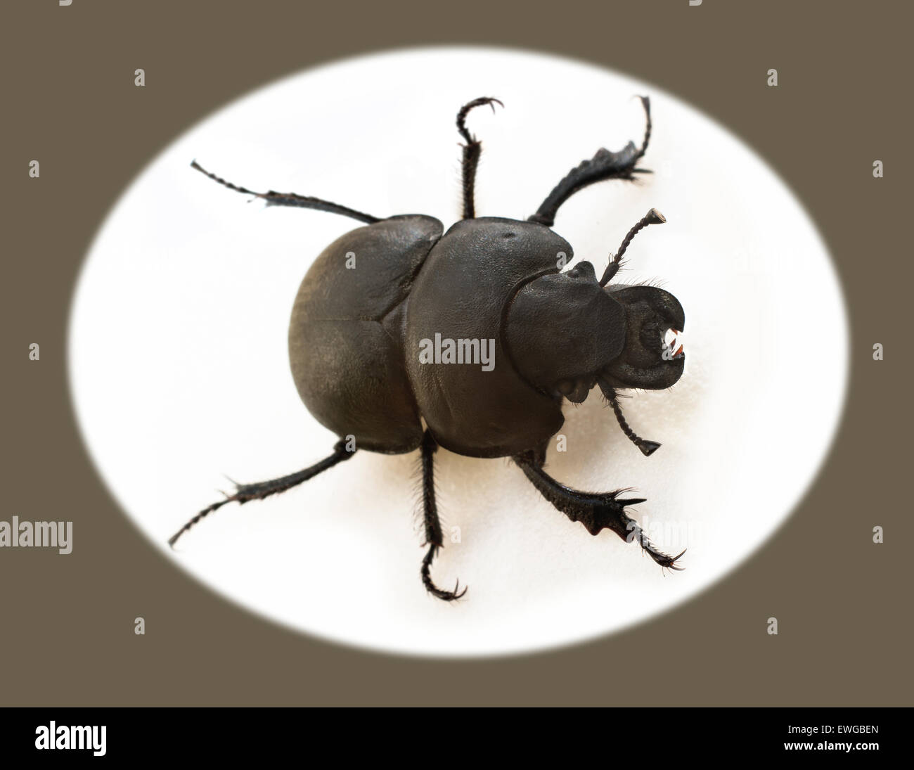 Beetle Krawczyk-holovatch (lat. Lethrus apterus) es un escarabajo de la familia de los escarabajos del estiércol de animales (excavadores Geotrupidae). Foto de stock