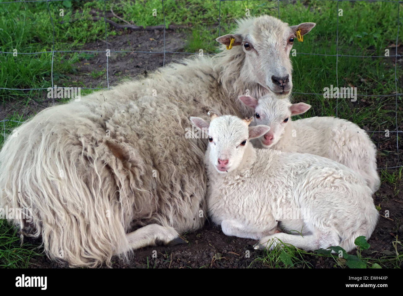 Berlín, Alemania, ovejas y corderos Skudde racial Foto de stock