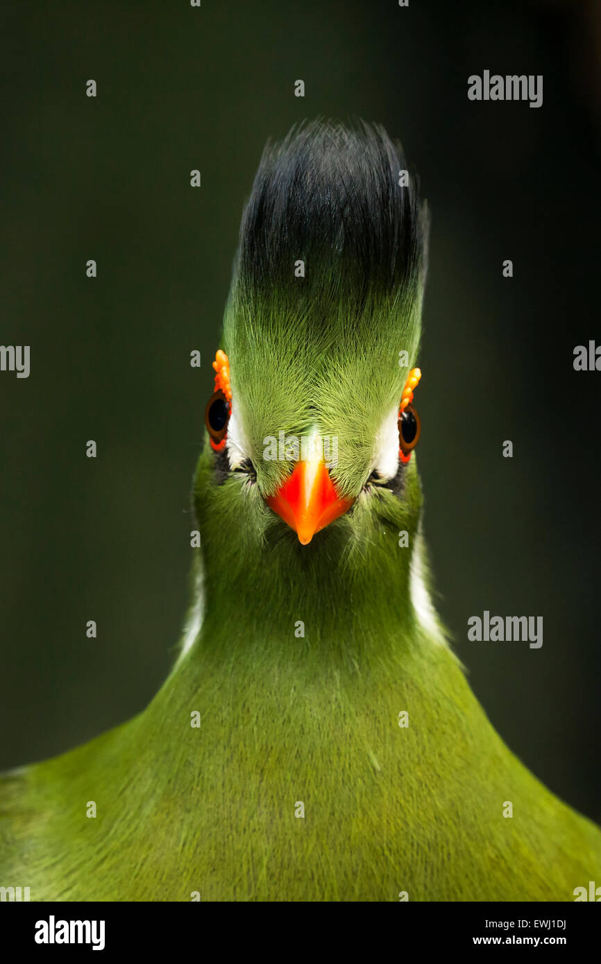 Un close-up retrato de un africano blanco-cheeked turaco verde pájaro. Foto de stock