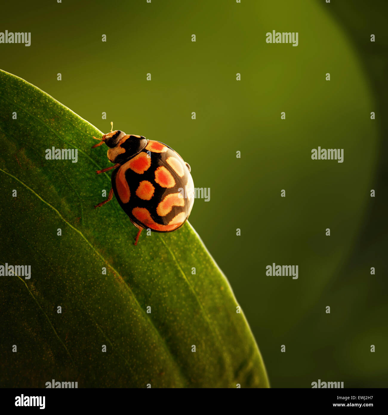 Ladybug (mariquita) arrastrándose sobre el borde de la hoja verde (Sudáfrica - Mpumalanga) Foto de stock