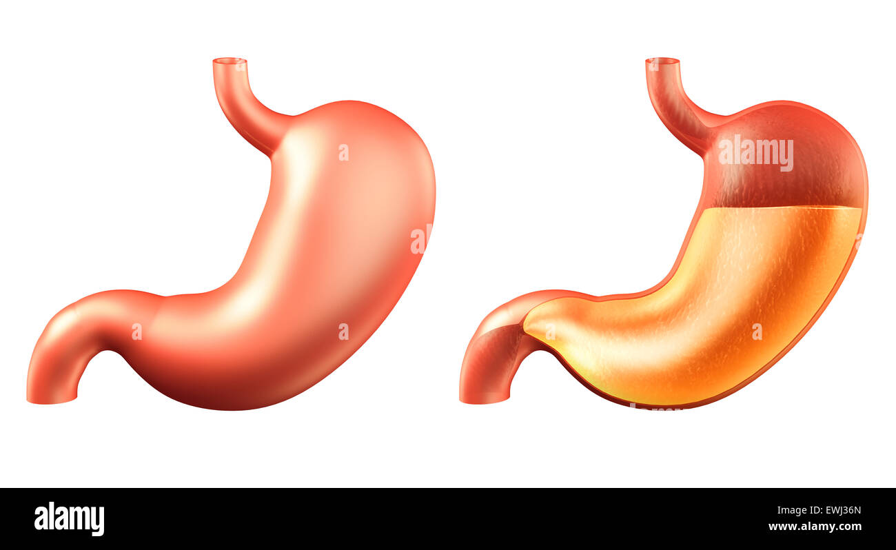 Estómago humano, dentro y fuera de lleno con el ácido del estómago