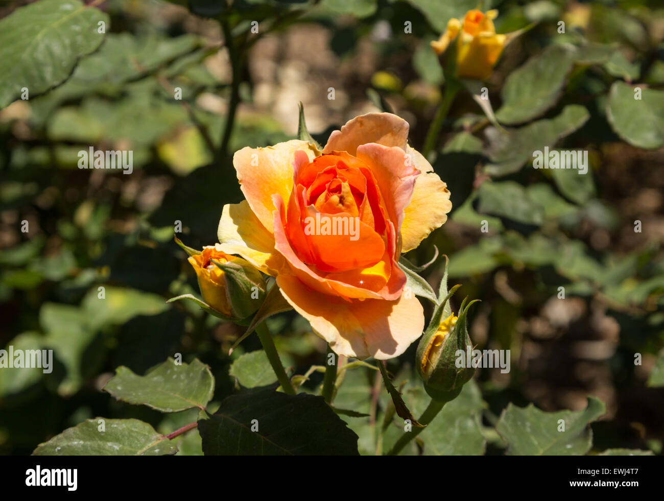 Melocotón, Rosa, Rosa, florece en primavera en el jardín Foto de stock